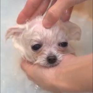 Meet your Posher, Xiaoran